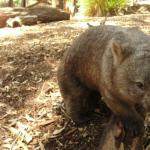 Newcastle - Blackbutt Reserve 